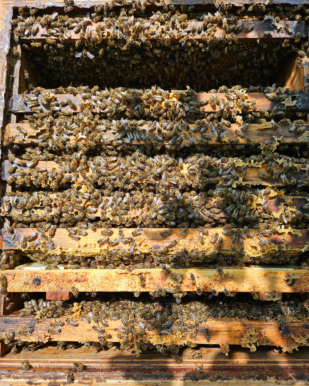 rohhonig / roher honig